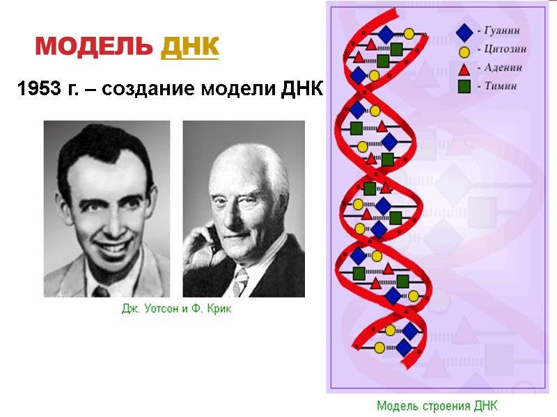 Модель ДНК 1953 г. – создание модели ДНК